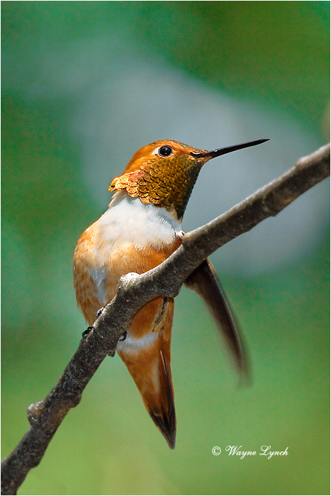 Male Rufous Hummingbird 101 by Dr. Wayne Lynch &copy;